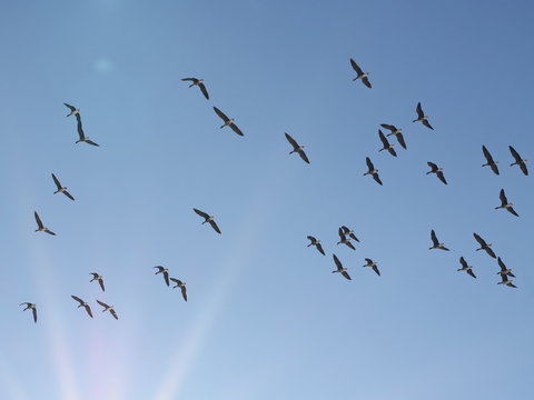 Flock of birds, Lesser White-Fronted Goose in flight, anser erythropus