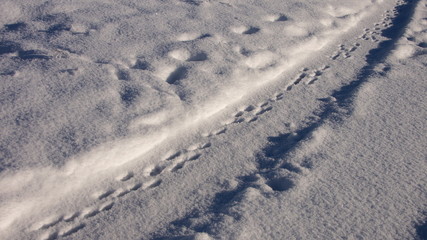 diagonal verlaufende Hasenspuren im Schnee in sonniger Winterlandschaft