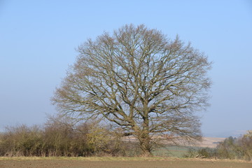 Obraz premium Baum auf einem Feld