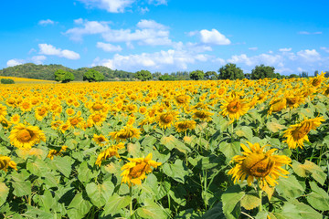 Blooming of sunflower field