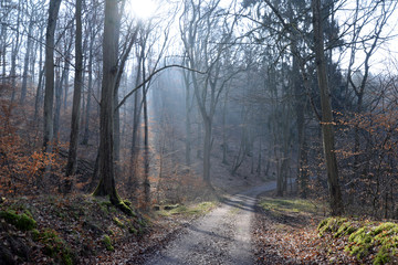 Obraz premium Sonne im Wald
