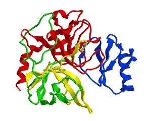 Molecular structure of enzyme chymotrypsin
