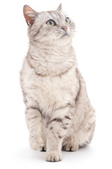 Obraz premium Grey cat.