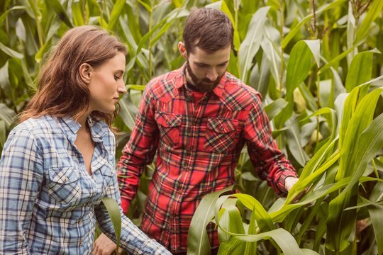 Couple in a corn field looking at corn 
