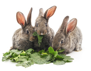 Obraz premium Young rabbits that eat greens.