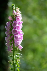 Foxglove (Digitalis purpurea). A foxglove at a late stage of flowering, seen with sunlight falling...