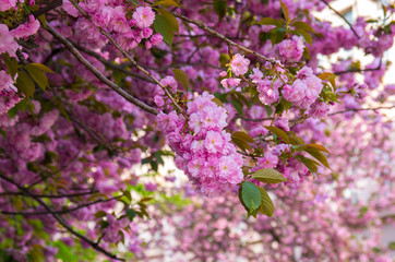 Blossoming pink sacura cherry tree branches.
