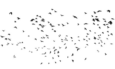 Troupeau d& 39 oiseaux isolé sur fond blanc, avec chemin de détourage, Rook (Corvus frugilegus)