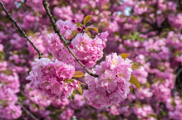 Blossoming pink sacura cherry tree branches.