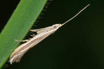 Coleophora albicosta micro moth. A micro moth in the family Coleophoridae at rest on grass
