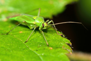 Calocoris alpestris Mirid bug. A green true bug in family Miridae, showing the identifying features of a black collar and edge to the scutellum
