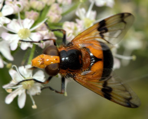Volucella inflata hoverfly. A large hoverfly in the family Syrphidae, with bold orange and black abdomen and patterned wings
