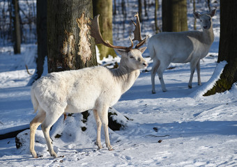 Weißer Damhirsch