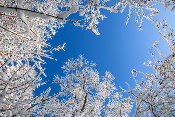 Spaziergang im Eiswald