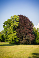 Baum im Sommer mit unterschiedlichem Blattwerk