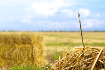 Needle in a Haystack. © BillionPhotos.com