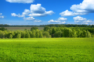 Fototapeta premium Summer Nature Landscape