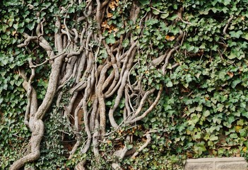 Ivy covered brick wall