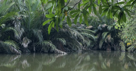 Palm forest / Palm forest in the river.