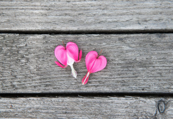 Bleeding Heart flower on wooden background