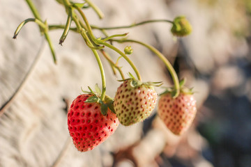 Fresh strawberry in the garden