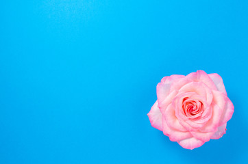 Pink rose flower on blue background