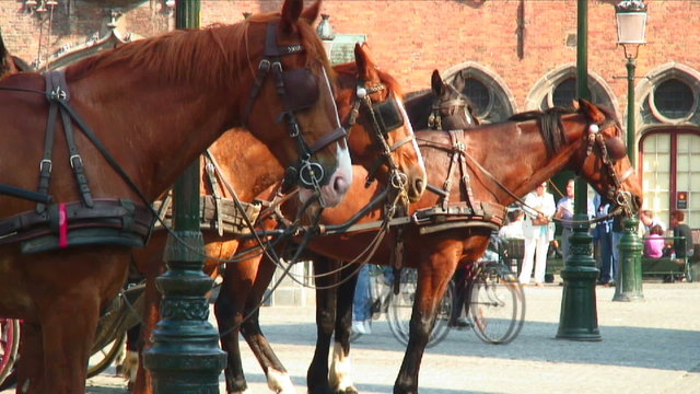 Horses tethered to carriages.