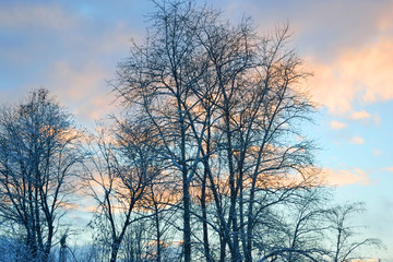 Obraz na płótnie Canvas Trees at sunset.