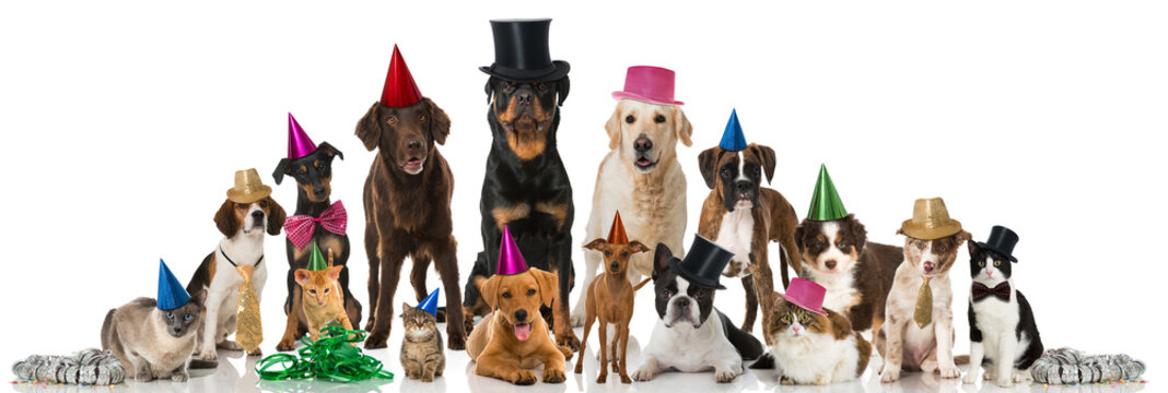 Tierparty