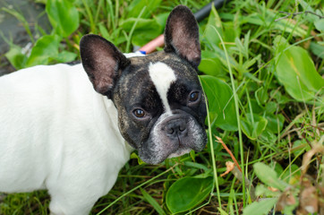 Fototapeta premium Dog, French bulldog