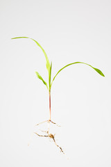 Fototapeta na wymiar Corn seedling with seed, roots, stem and whorled leaves.