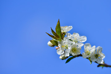 Blossoming of cherry flowers in spring time with green leaves, natural floral seasonal creamy background - very shallow depth of field