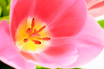 Fototapeta na wymiar Open pink tulip bud.