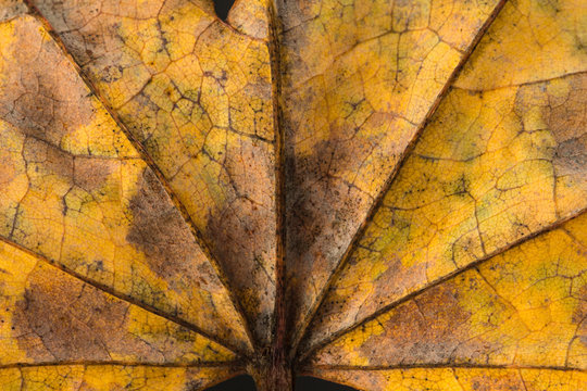 Palmate leaf background.