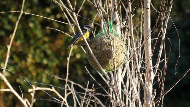 m&eacute;sange sur une boule de graine