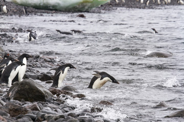 Adelie penguins swimming, Paulet Island, Antarctica