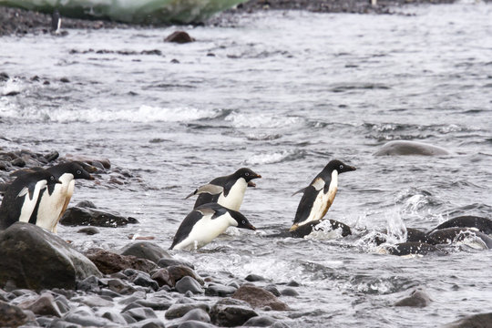 Diving adelie penguins, Paulet Island, Antarctica