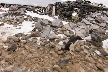 Penguin crossing Stone Hut, Paulet Island, Antarctica
