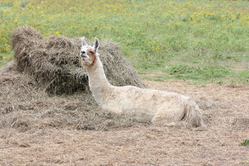 Llama on a small hobby farm. The Llama is a domesticated South American camelid, © akhug