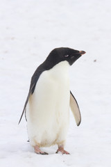 Standing Adelie penguin