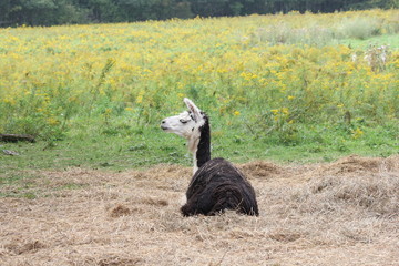 Llama on a small hobby farm. The Llama is a domesticated South American camelid, © akhug