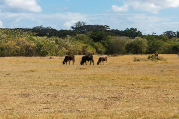 Fototapeta premium cows in dried field from Nicaragua
