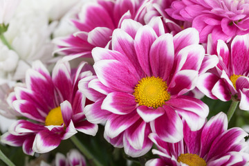 Close up of colorful flowers