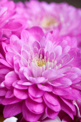 Close up of colorful flowers