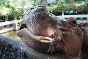 big hippopotamus hippo mammal feed  concept