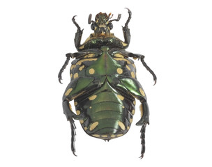 Green beetle / Green beetle with yellow spots on white background, underside view.