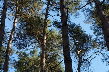 Wald