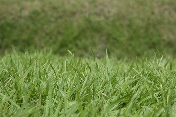 Green grass / Close up of green grass.