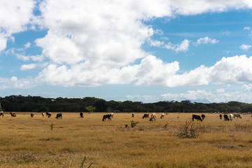 Fototapeta na wymiar cows in dried field from Nicaragua