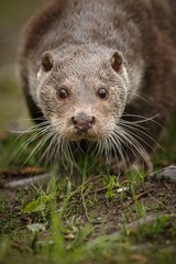 beautiful and playful river otter from Czech Republic / River otter(lutra lutra)